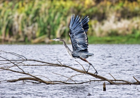 Blue Heron